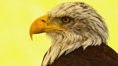 Weißkopf-Seeadler (09).jpg